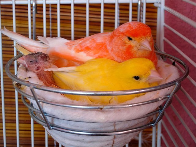 Содержание канареек и уход за ними в Баймаке