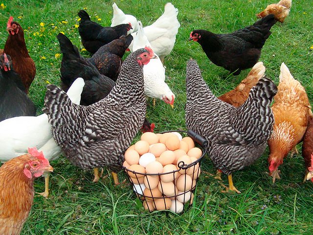Содержание кур и уход за ними | ЗооТом - продажа, вязка и услуги для животных в Баймаке