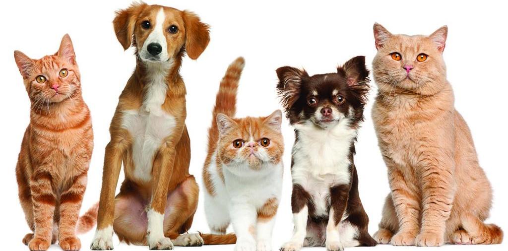 Доска объявлений о животных | ЗооТом - продажа, вязка и услуги для животных в Баймаке