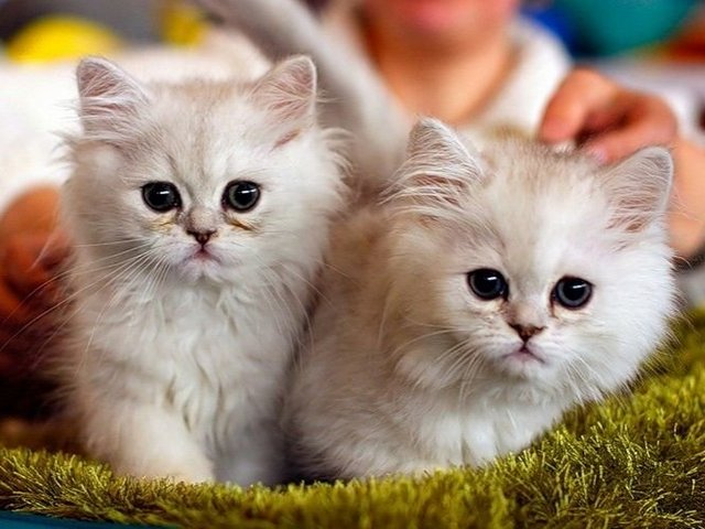 Породы кошек в Баймаке | ЗооТом портал о животных