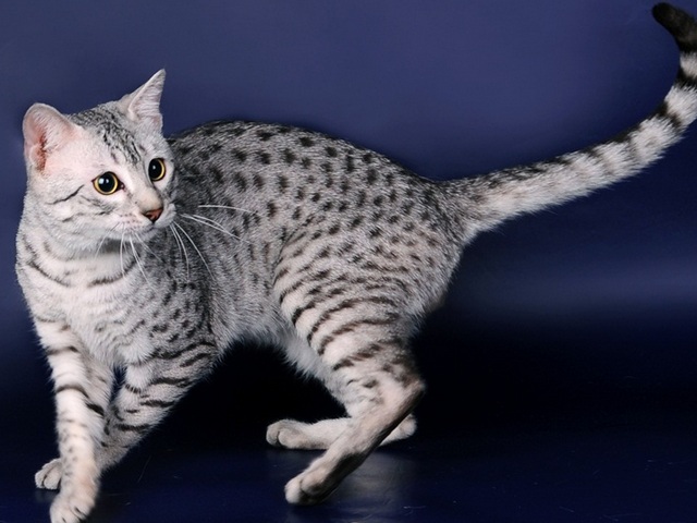 Породы кошек в Баймаке | ЗооТом портал о животных
