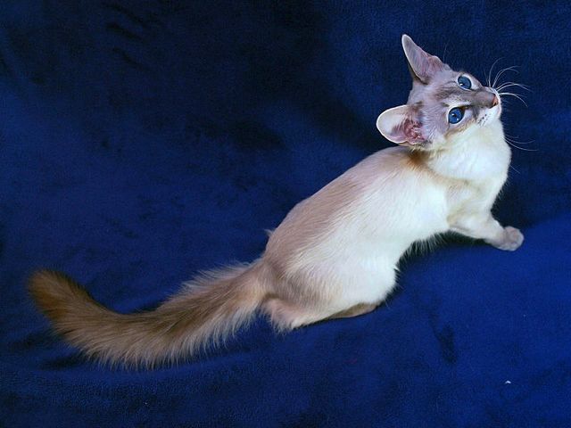 Выведенные породы кошек в Баймаке | ЗооТом портал о животных