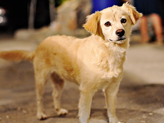 Породы собак в Баймаке | ЗооТом портал о животных