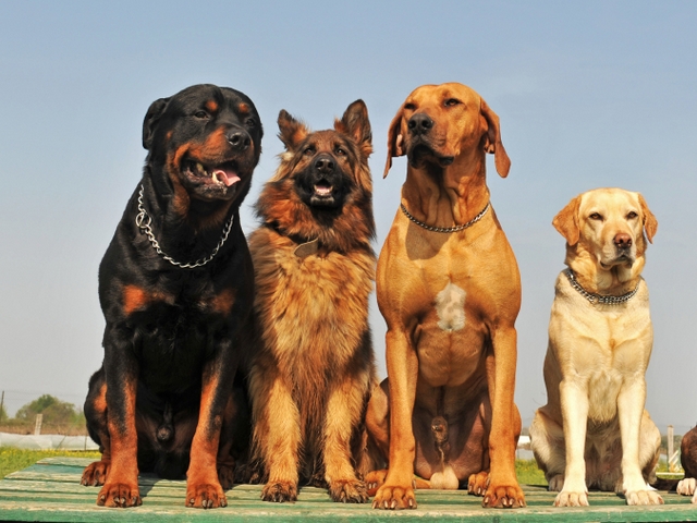 Крупные породы собак в Баймаке | ЗооТом портал о животных